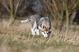ALASKAN MALAMUTE 866